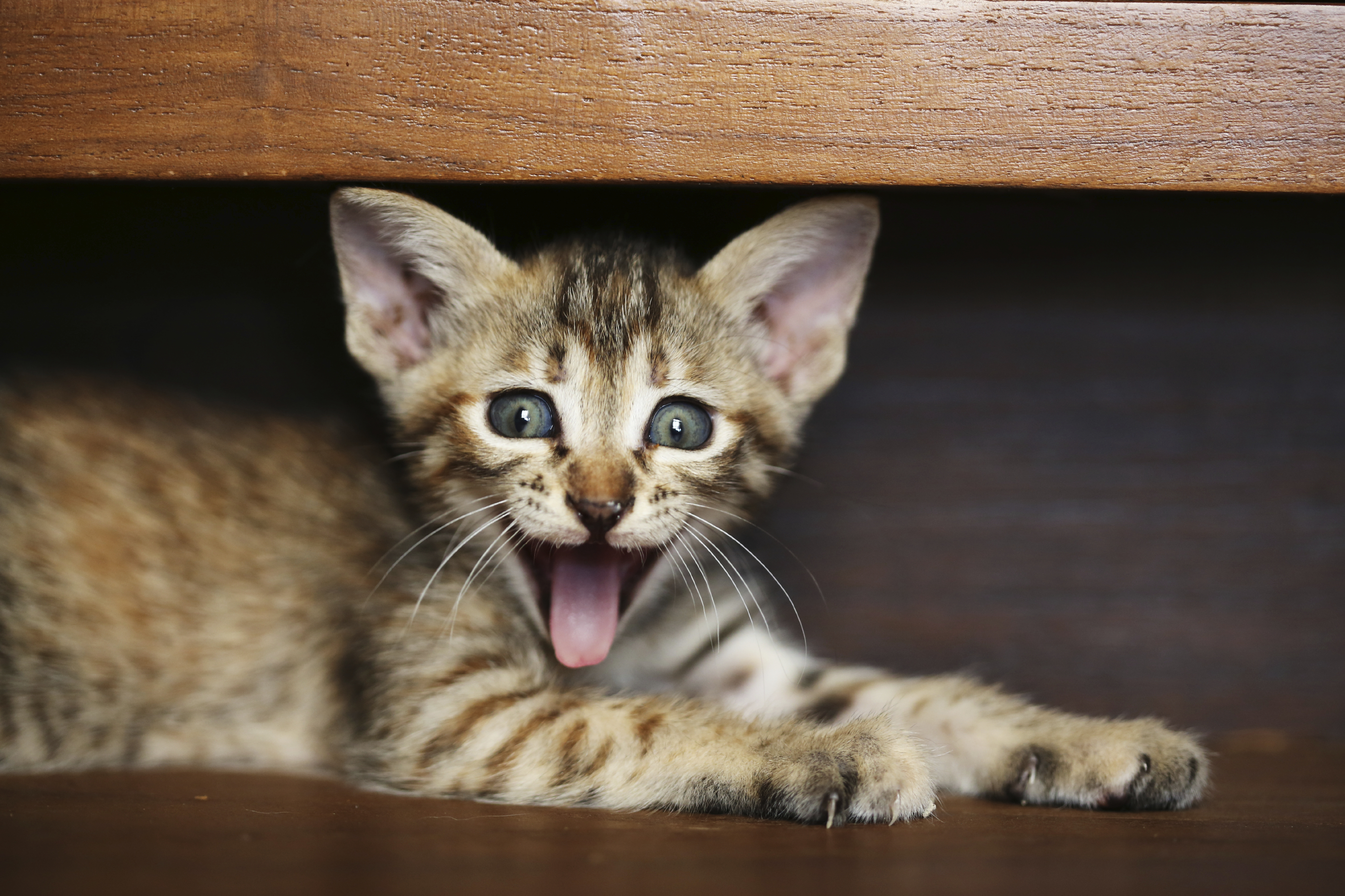  Lustige Katzen  im Netz wir zeigen dir lustigsten Videos 