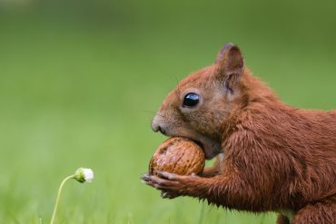 Close-Up Side View Of A Squirrel Against Blurred Background Kollektion EyeEm Kathrin Raedel via Getty Images